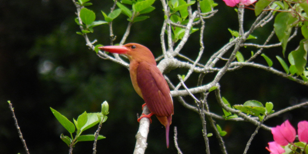 アカショウビン（Halcyon coromanda）