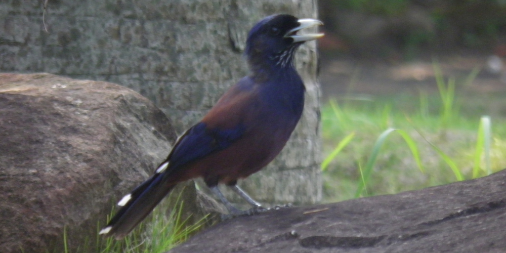 ルリカケス（Lidth's jay）